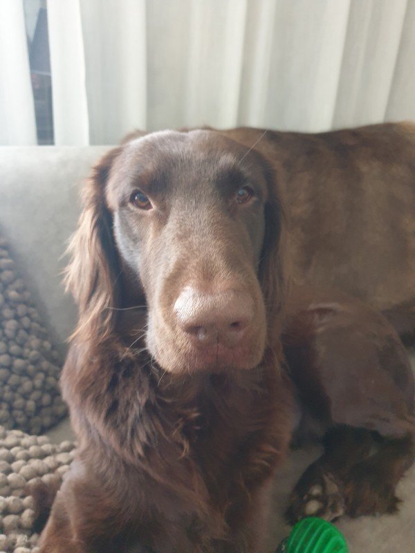 Rossi