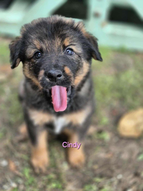 Cindy