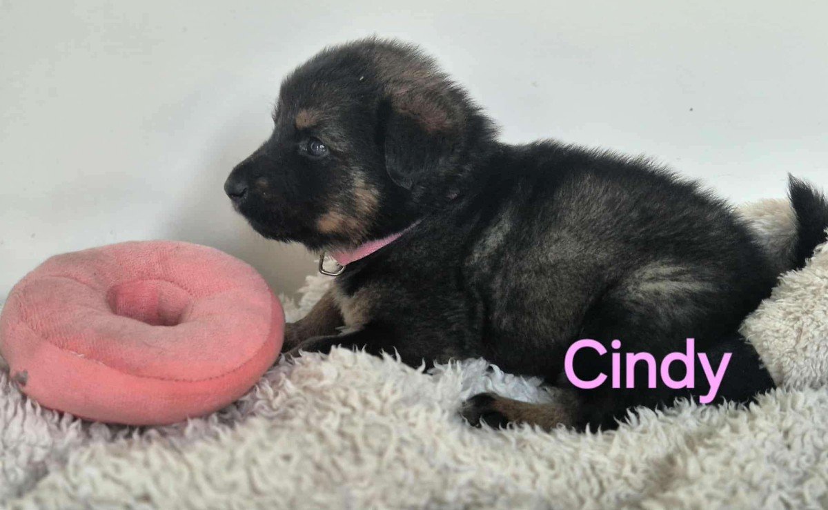 Cindy
