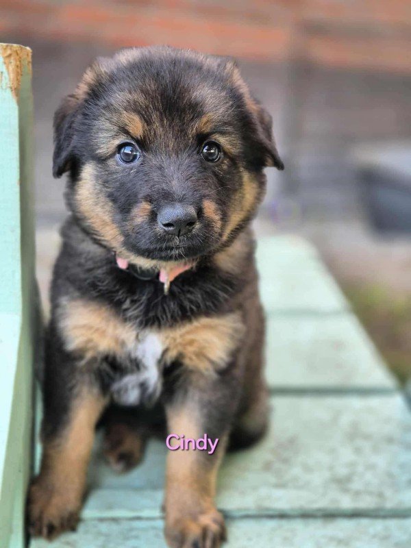 Cindy