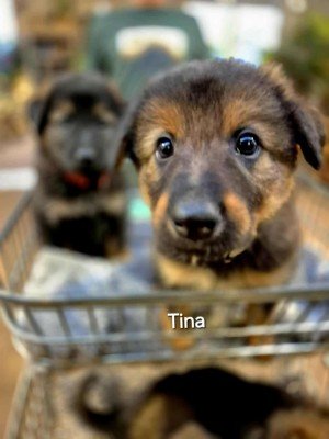 Tina