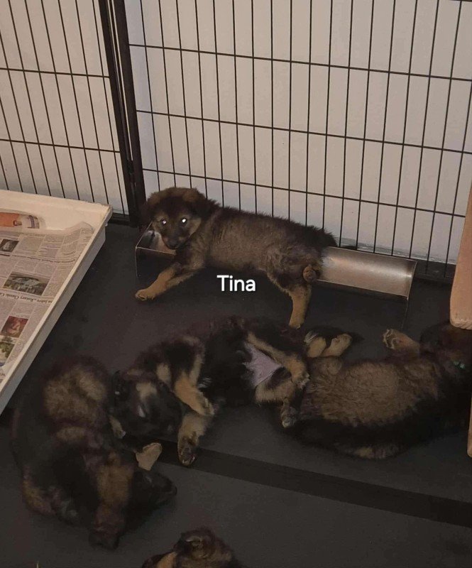 Tina