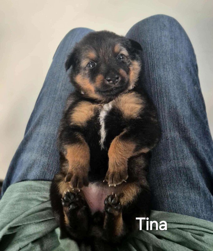 Tina
