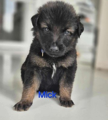 Mick