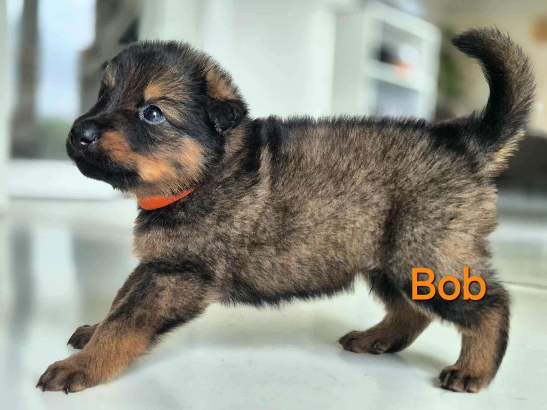 Bob