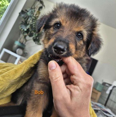 Bob
