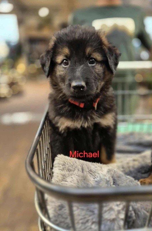 Michael