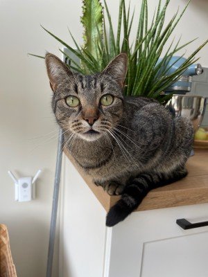 Pumba