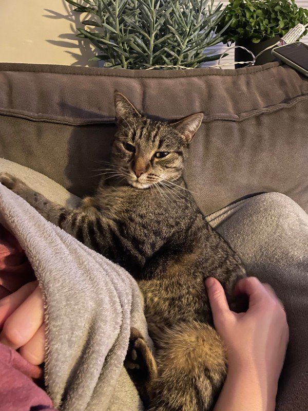 Pumba