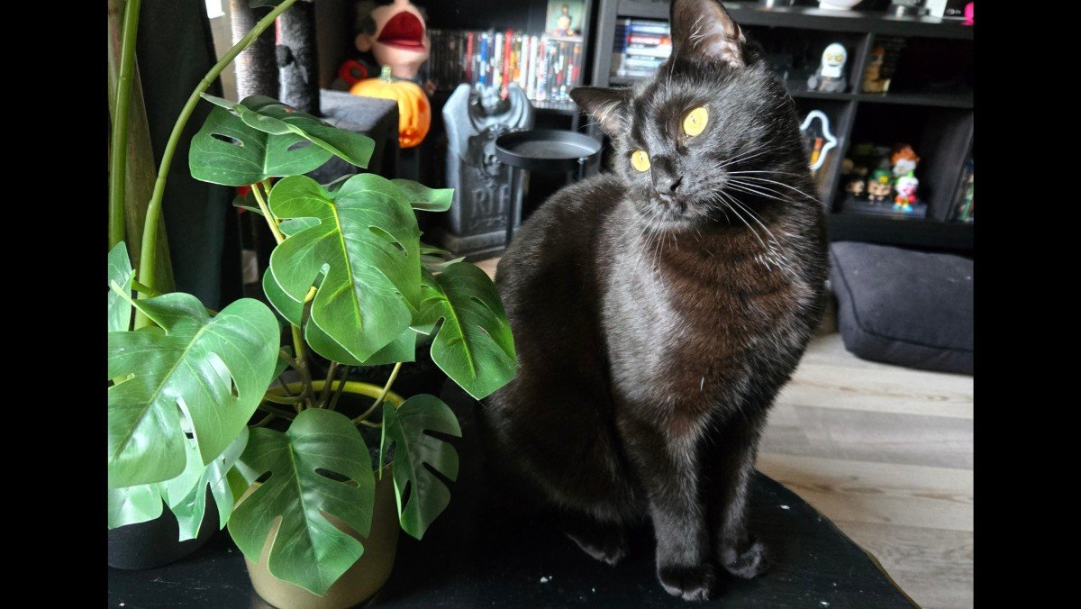 Salem