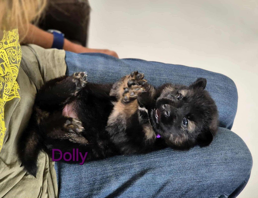 Dolly
