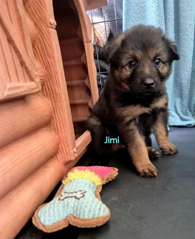 Jimi