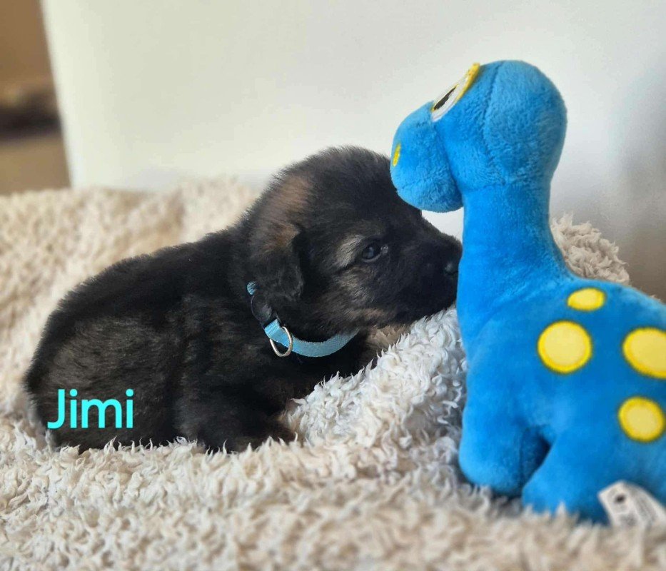 Jimi