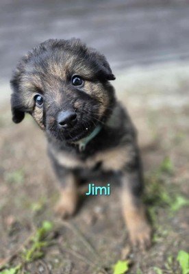 Jimi