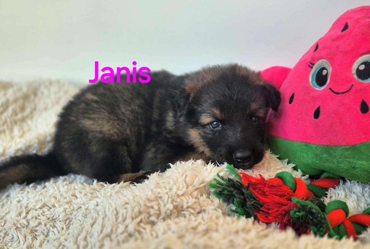 Janis