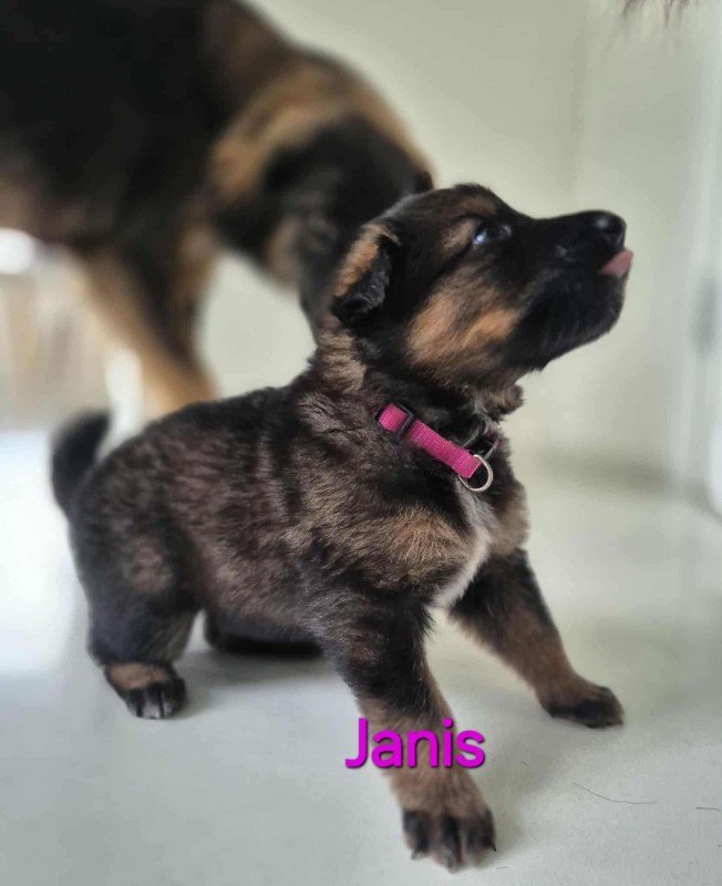 Janis
