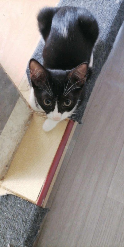 Roni