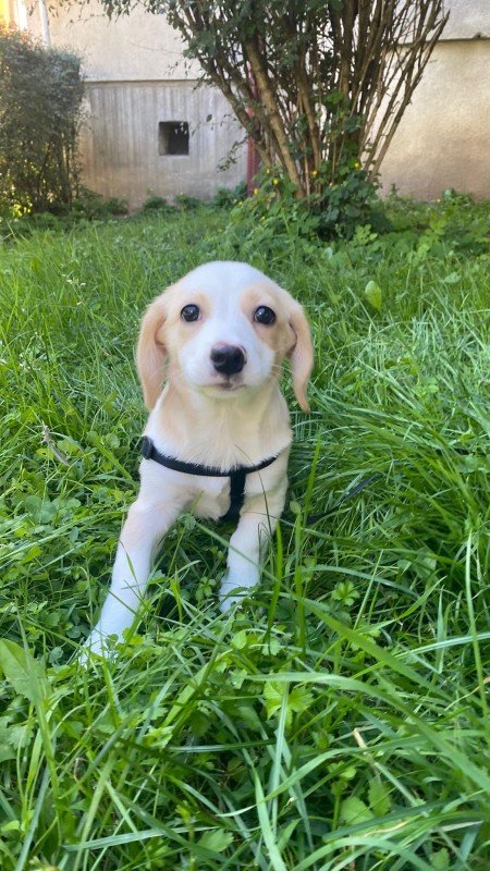 Dakota