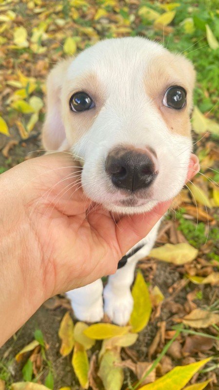 Dakota