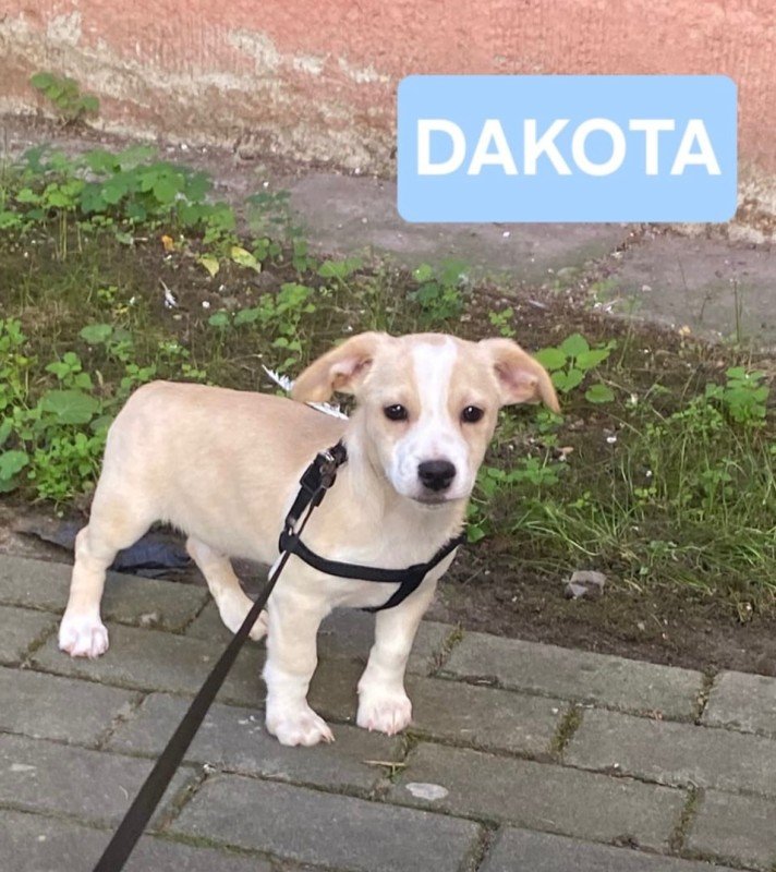 Dakota