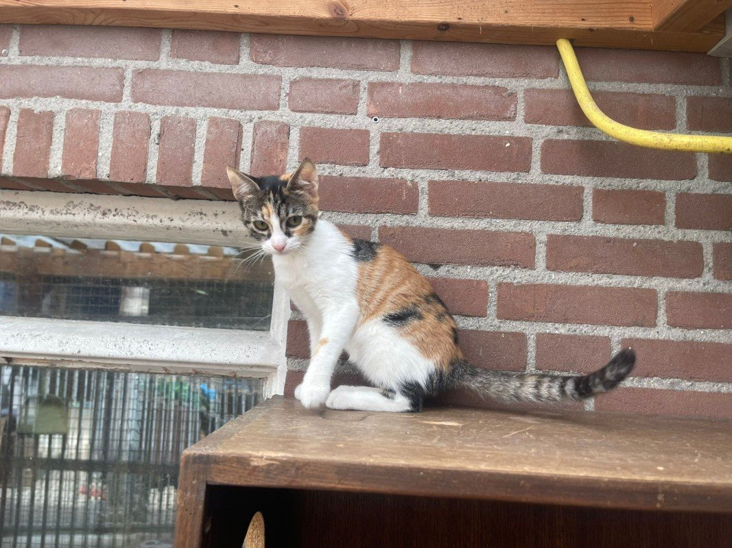 Sara