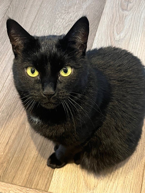 Mo