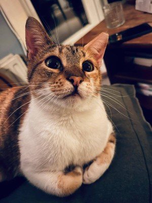 Saya