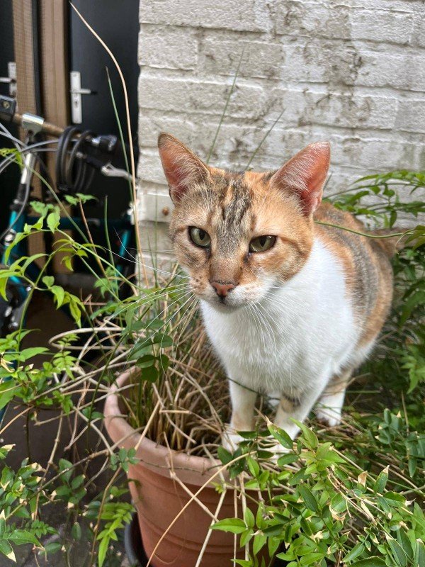 Saya
