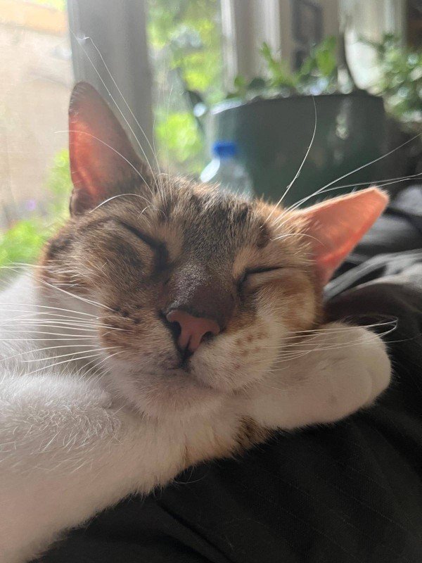 Saya