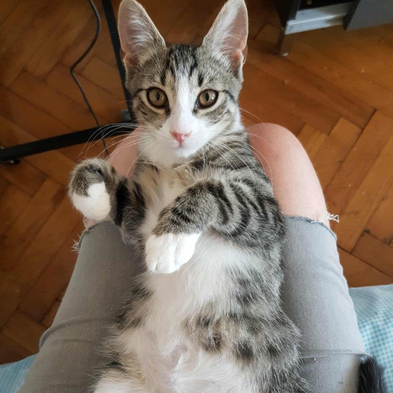Finn