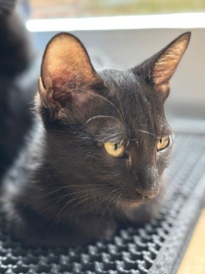 Lyla