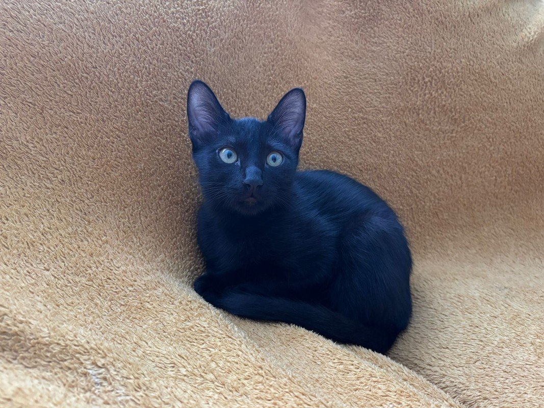 Lyla