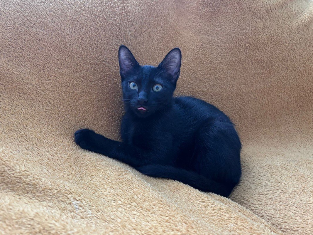 Lyla