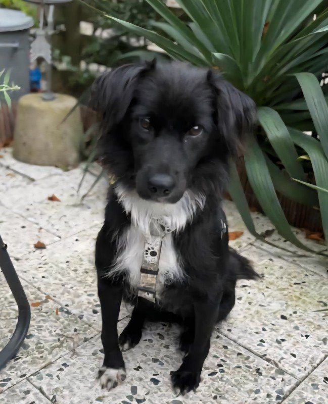 Blackie