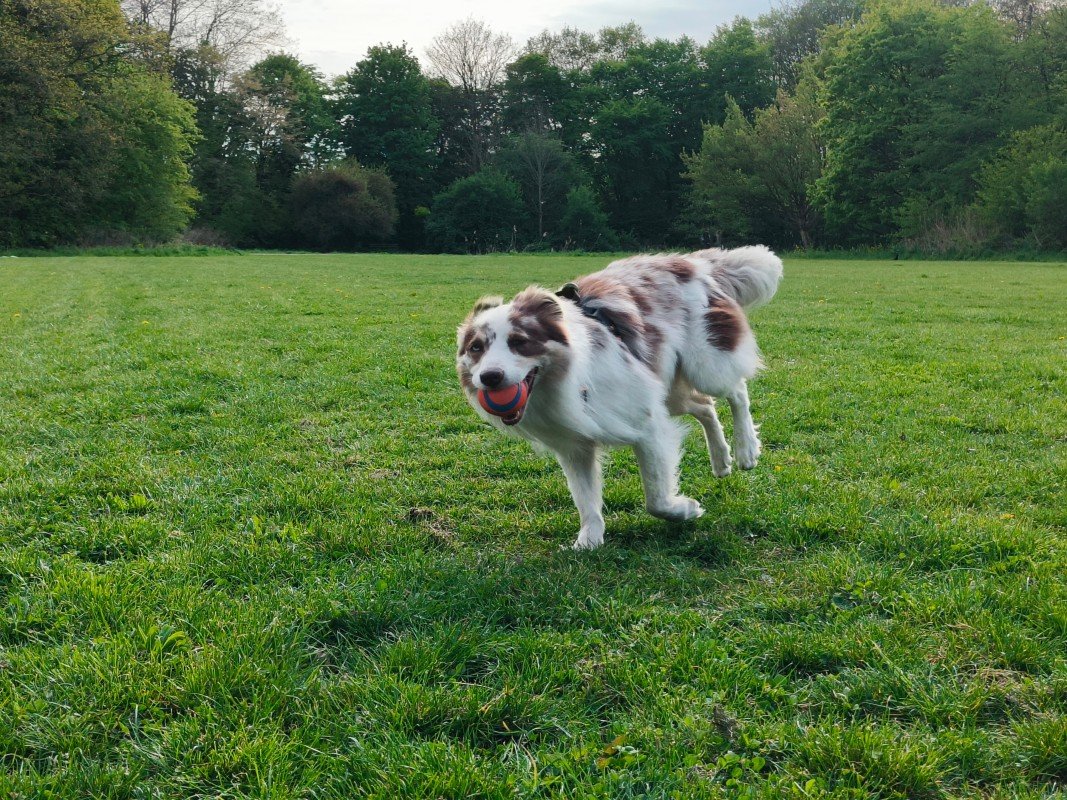 Milo
