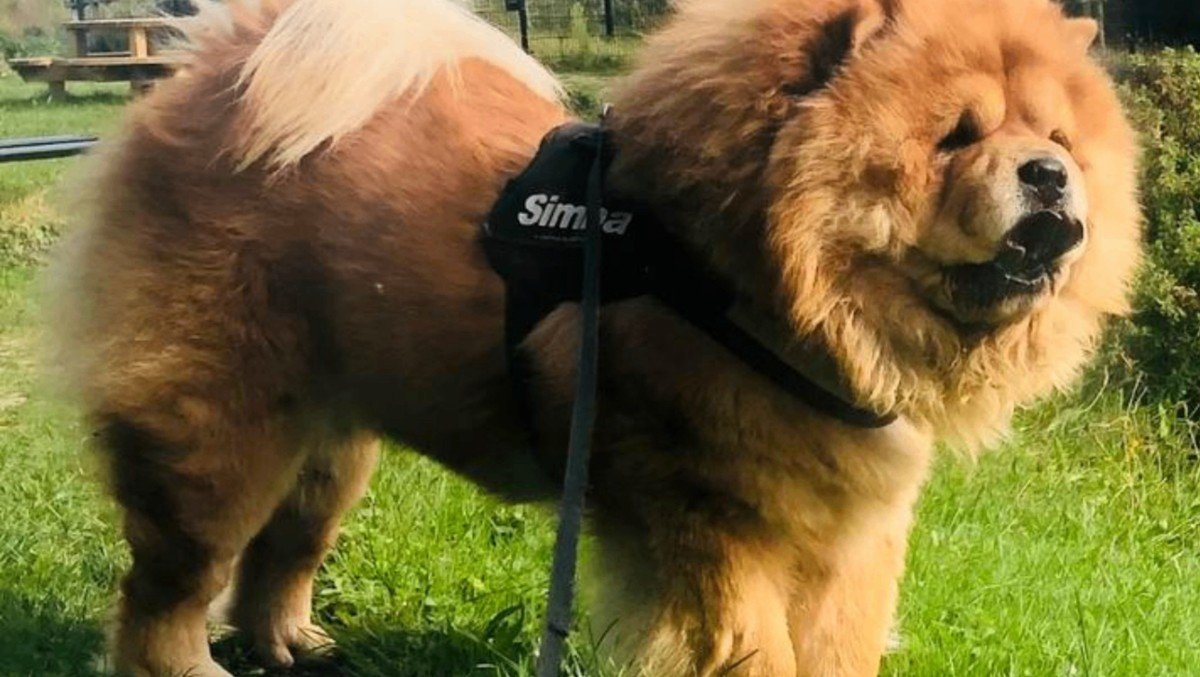 Mufasa
