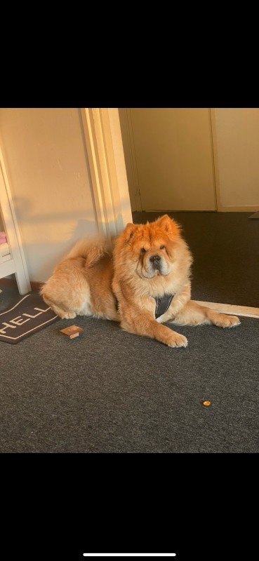 Simba