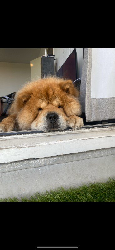 Simba