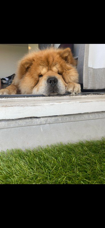 Simba