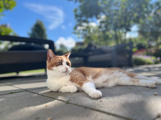 Pip