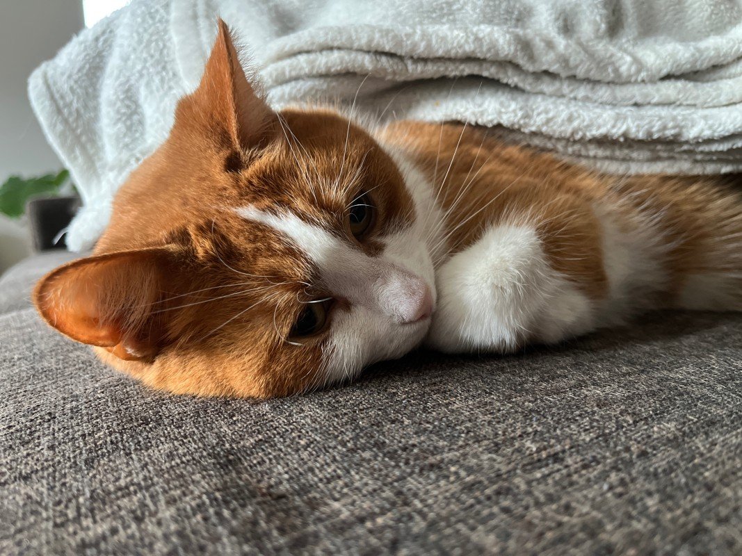Pip