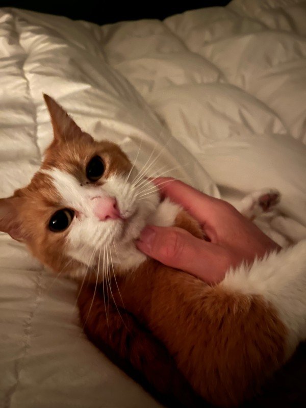 Pip
