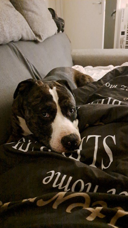 Boetie