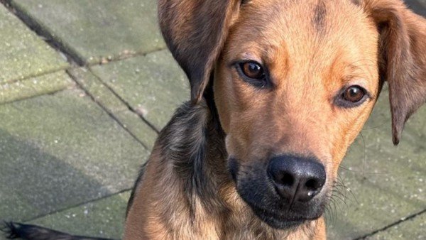 Coby - Verhuisdieren.nl