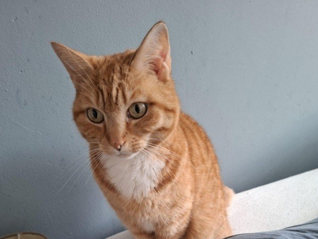 *SPOED* Reddie