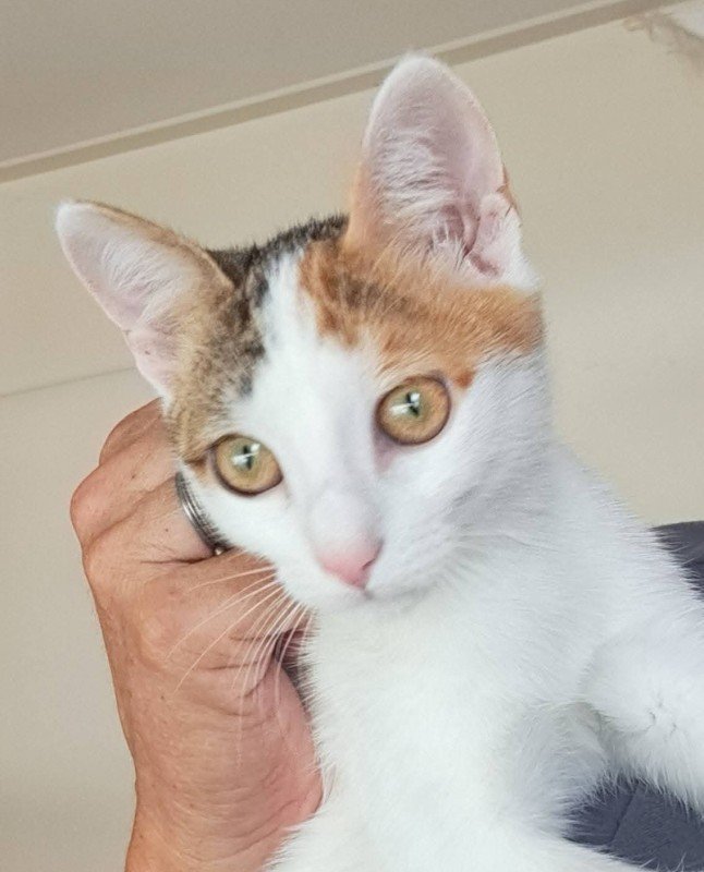 Mika
