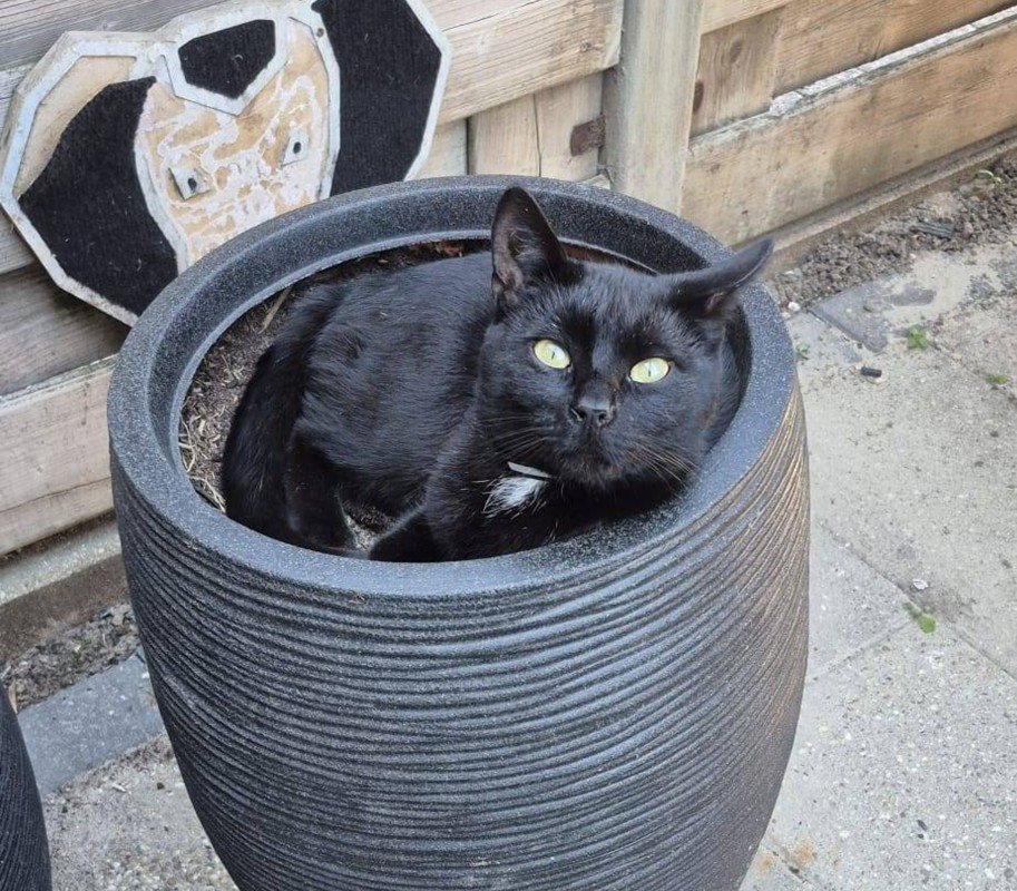 Blacky