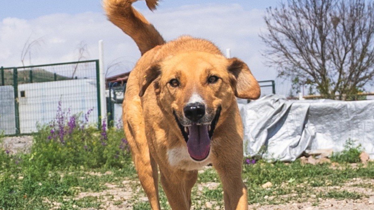 Sarı
