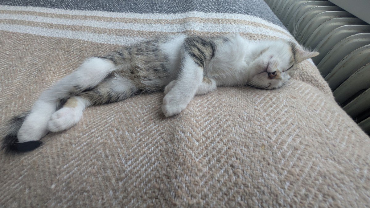 Floof