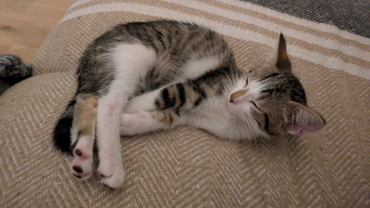 Floof